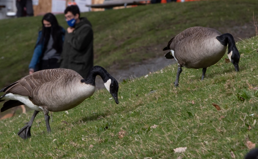 加拿大鵝數量不斷增加 對生態系統構成嚴重影響