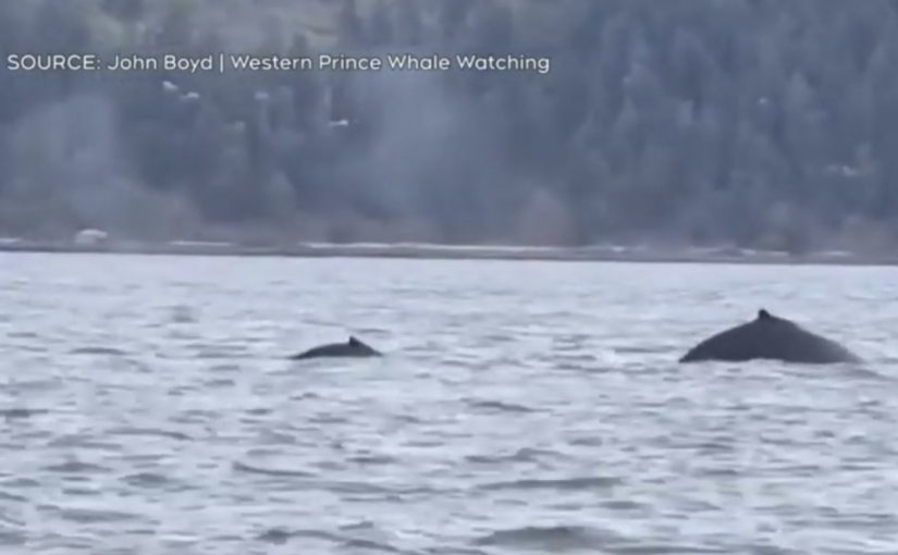 座頭鯨幼崽現加美邊境海域