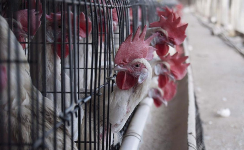 加國養殖業慘遭禽流感衝擊   已有170萬隻家禽死亡