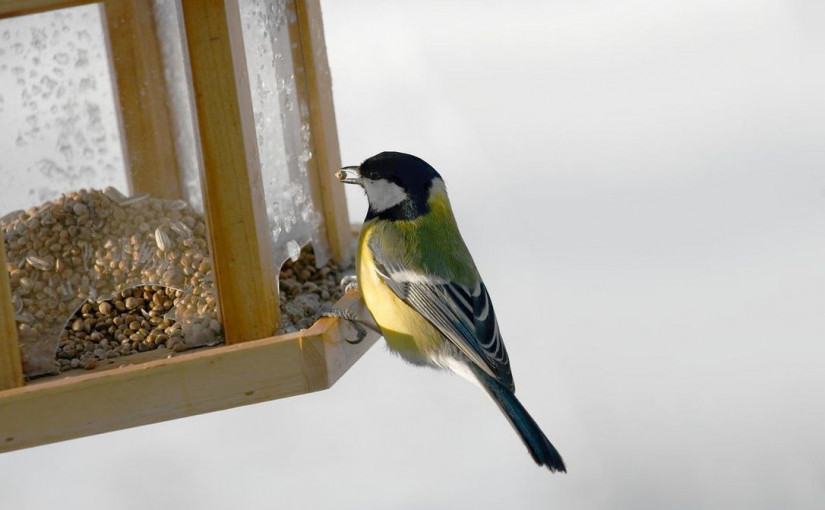 卑詩省民眾被要求拆除餵鳥器和鳥浴盆  遏制禽流感