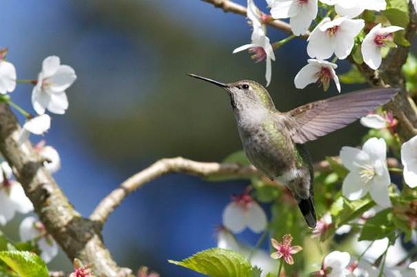 溫市辦鳥類慶典  一眾同好可共賞這些當地珍禽