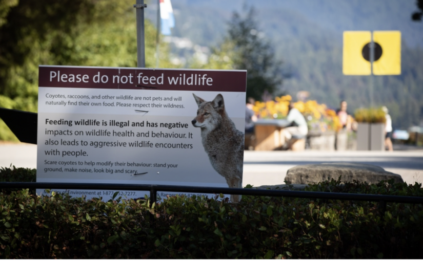 郊狼出沒 溫市史丹利公園關閉部分步道