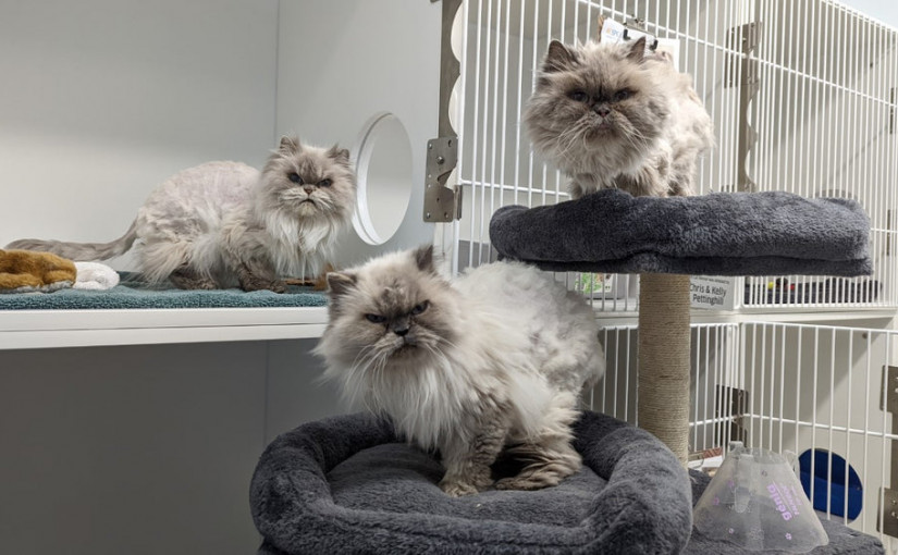 卑詩愛護動物協會　12隻老貓等待新主人