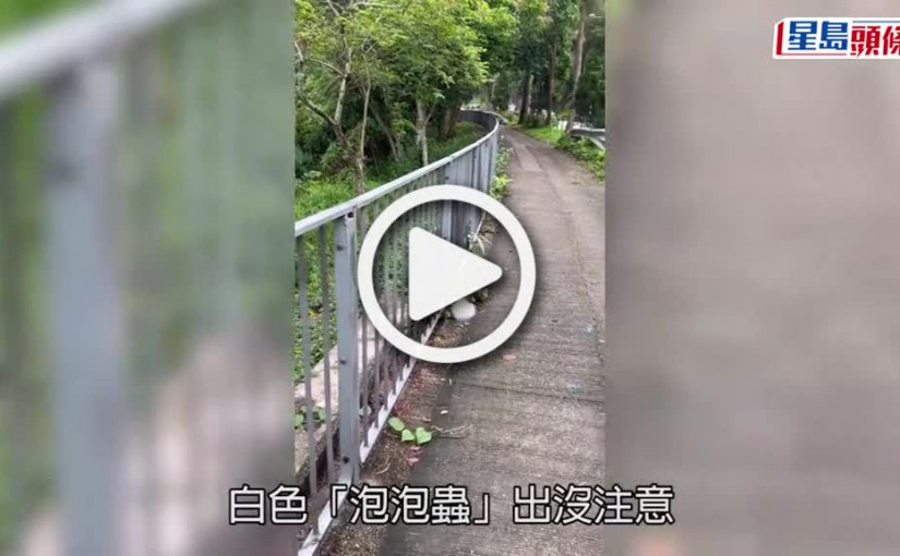 (視頻)泡泡蟲出沒｜大埔驚現白色「泡泡蟲」飄浮半空 專家料為一款常見植物害蟲