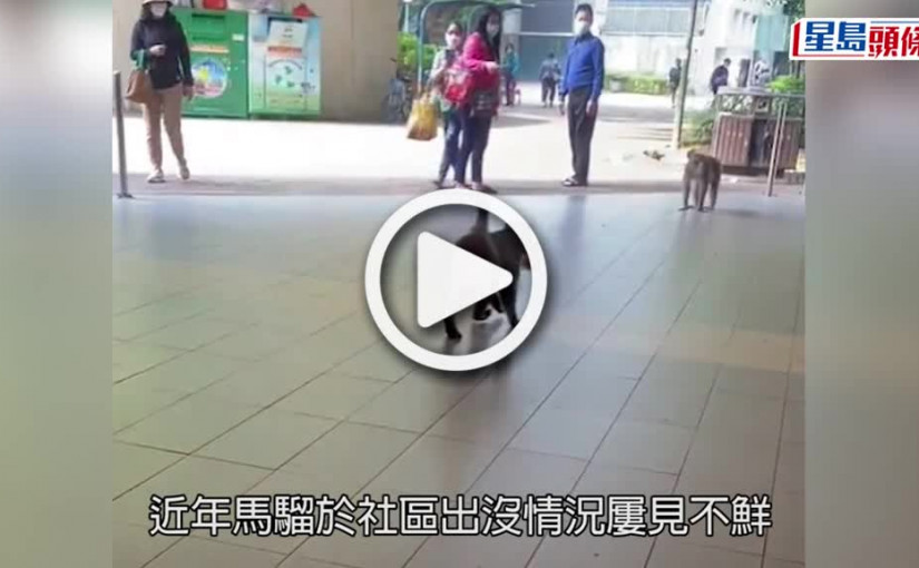 (視頻)馬騮出沒｜馬騮闖屯門便利店偷麵包 路邊獨自享用「戰利品」