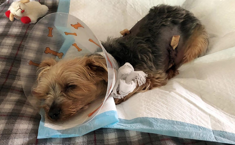 戴耳機遛狗不知郊狼襲擊 小狗護主傷痕纍纍