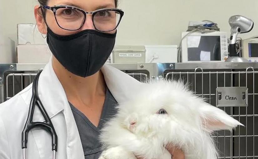 安省首發現寵物兔染兔出血病毒致死 獸醫憂可能會傳播給主人