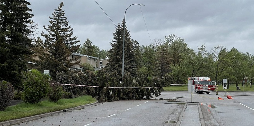 卡加利大風警告 吹倒樹木