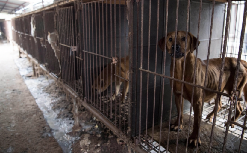 CFIA將禁止狂犬病高危國家的商業犬入境 涉及國家多達100個