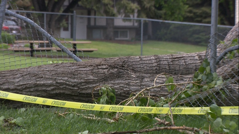 卡加利破壞性大風持續 城市工作人員忙碌處理突發事件