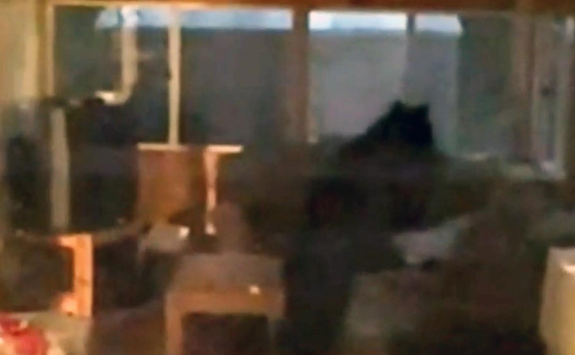 【有片】黑熊擅闖民居 1家8口報警苦等1小時無助