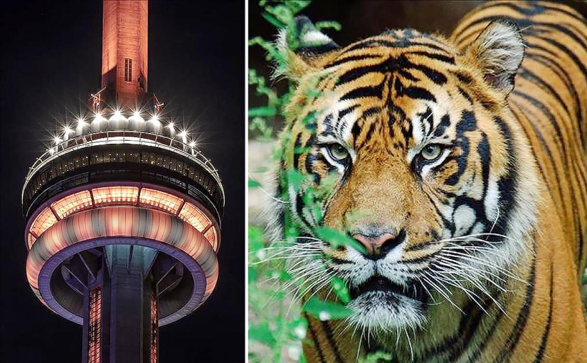 多倫多動物園慶祝國際老虎日 現場派贈品