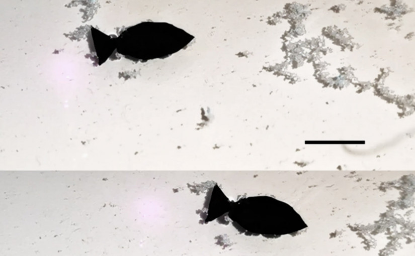 中國研光激活魚形機械人   吸走海洋中微塑料碎片