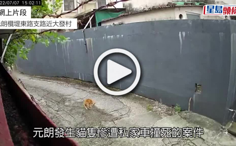 (視頻)冷血車主｜七人車撞斃家貓不顧而去 貓主報警緝冷血司機