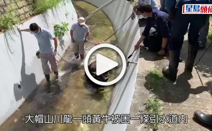 (視頻)拯救動物｜川龍黃牛困引水道 消防愛協等合力救出