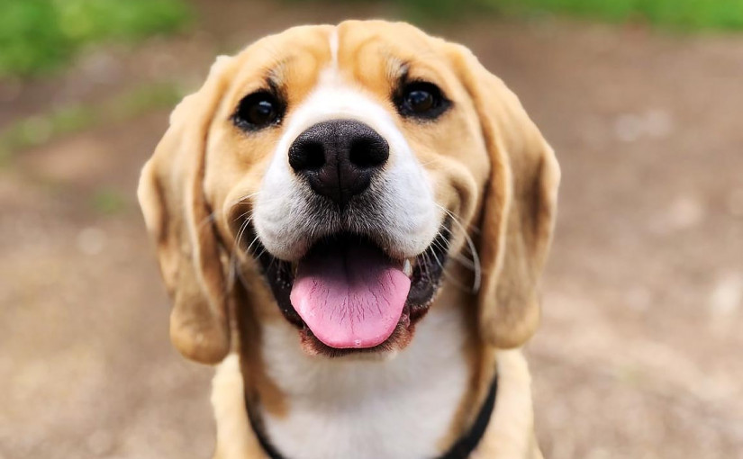 美國列狗隻為猴痘感染體 專家教你怎樣預防