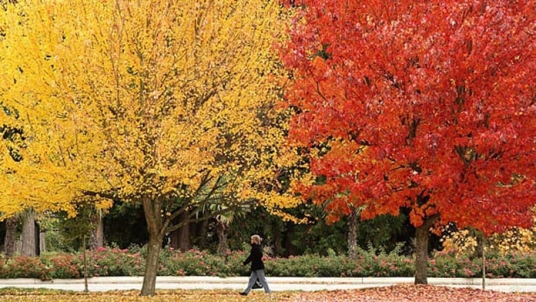 熱浪衝擊溫哥華或成常態  要為城市「降溫」這件事刻不容緩