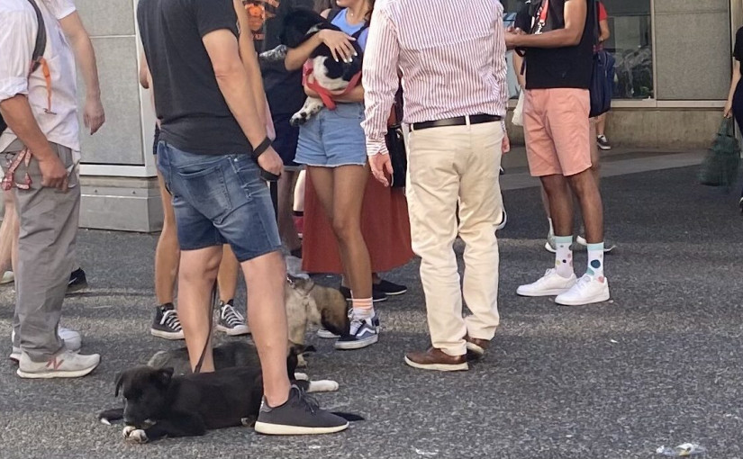 溫哥華鬧市中有賣家兜售小狗 有民眾質疑此舉是否違法