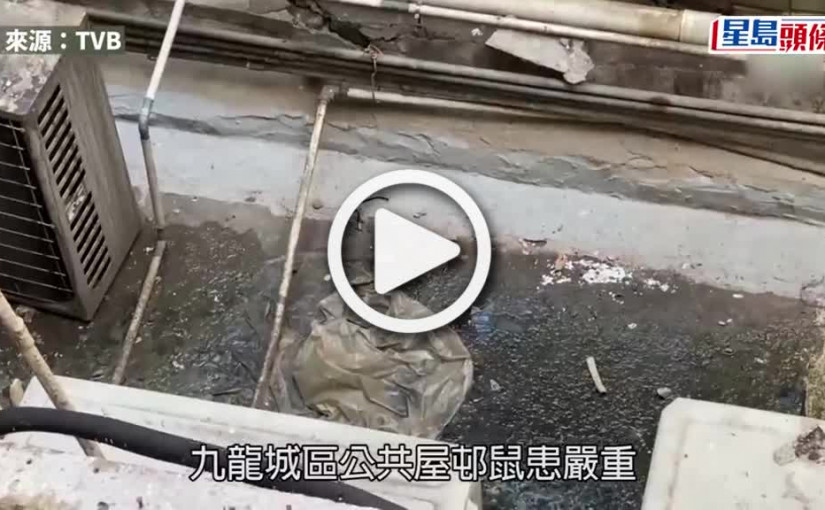 (視頻)鼠患問題｜九龍城區議會引入新型捕鼠器  一周內成功捉7老鼠