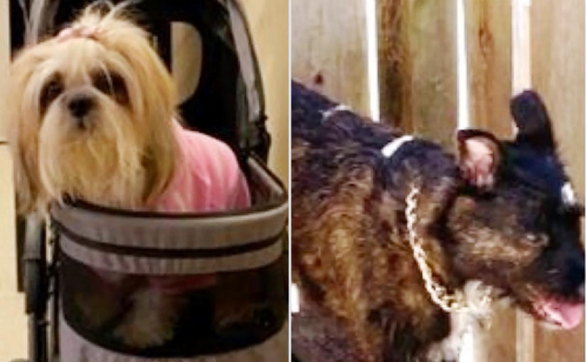 持刀劫走2寵物狗 警追緝1男1女劫匪