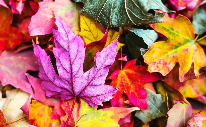 今個秋季氣溫較正常和暖 給更佳觀賞楓葉時間