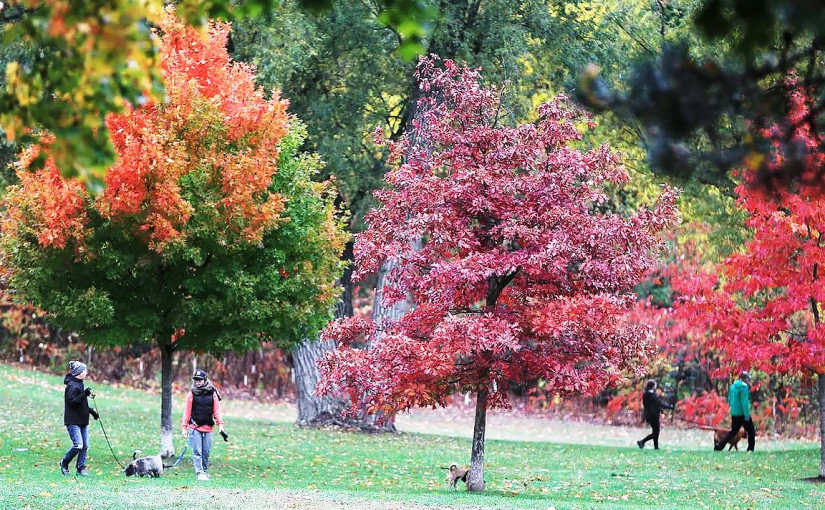 秋意漸濃 周四轉涼 晚上氣溫降至8度