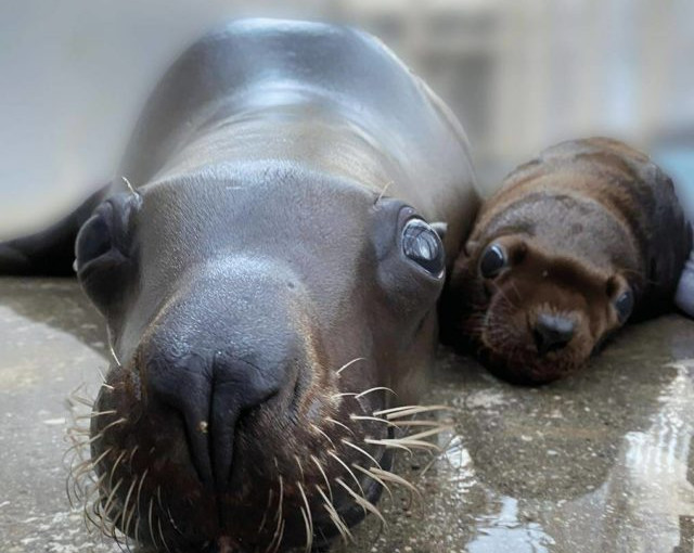 【有片】溫水族館喜添丁  海獅媽媽誕雄性寶寶