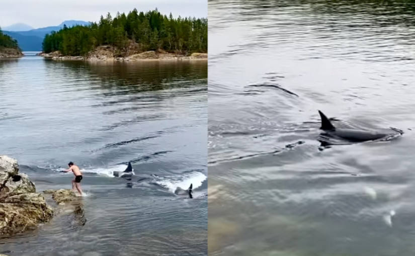 【有片】遊客奎德拉島偶遇逆戟鯨「家庭」