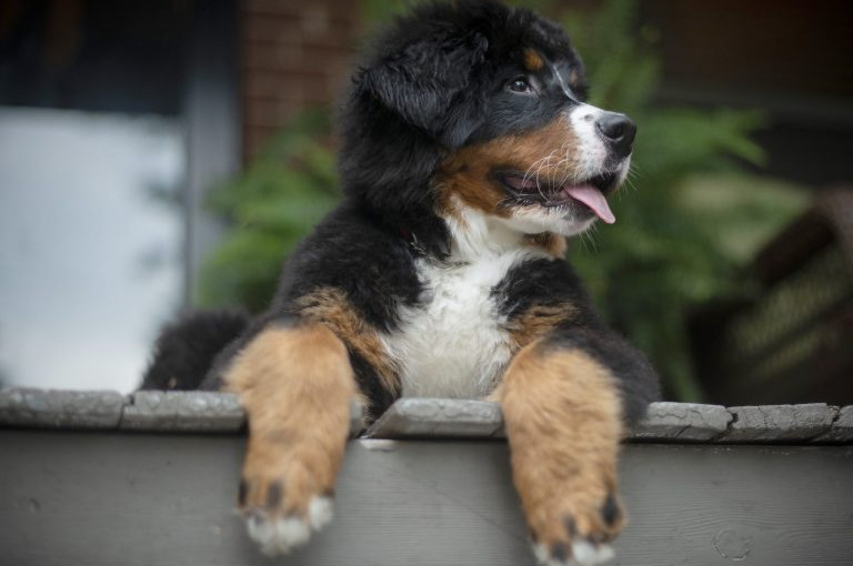 UBC急招狗主與愛犬  原來是⋯⋯