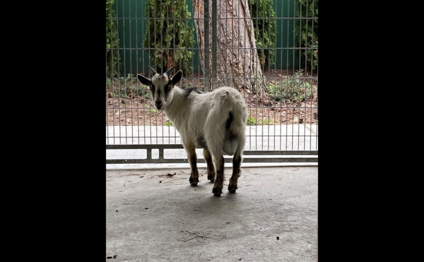 卑詩一家旅行回來 家裡多了不速之客