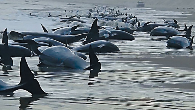 230條領航鯨擱淺澳洲海岸 大部分恐已死