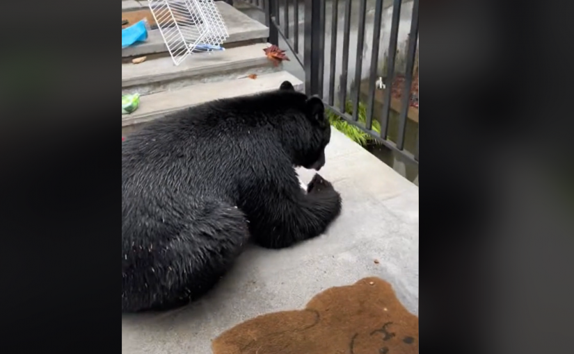 【有片】北溫民宅被闖入 發現盜賊原來是……