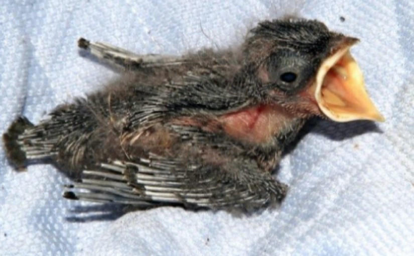 野生動物救援協會警告  不要用這種方法捕捉蟲鼠