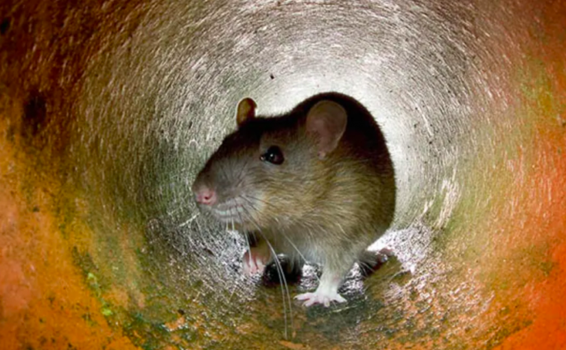 卑詩即將永久禁用鼠藥  了解細節以免受罰