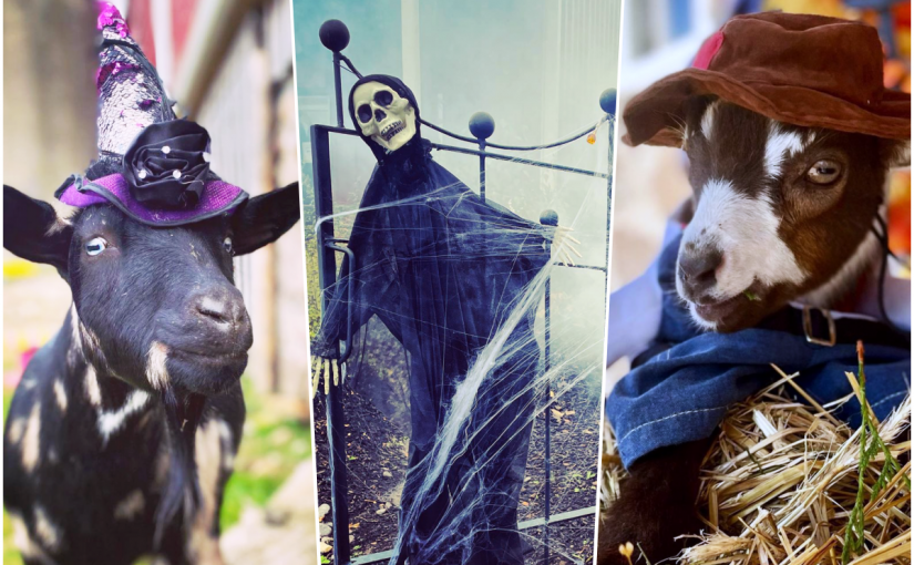 【萬聖節好去處】這個位於多倫多附近的農場 讓山羊伴你一起走過幽深森林