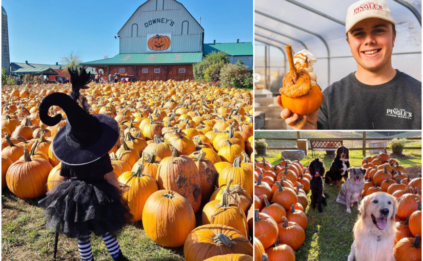 抓緊時間直奔南瓜田！ 4個多倫多周邊的迷人秋季節慶活動
