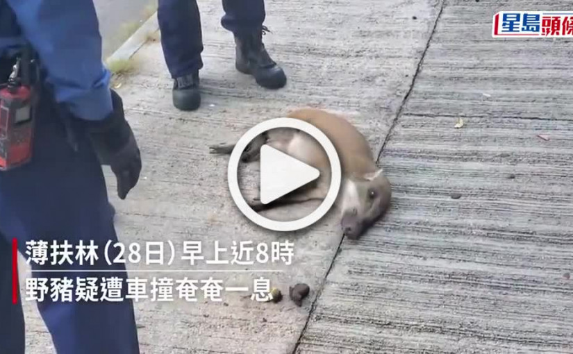 (視頻)野豬被撞｜薄扶林野豬疑遭車撞奄奄一息  消防暖男撫慰惜傷重不治