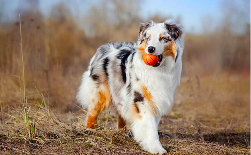 伴侶分手時寵物歸誰？聽聽裁審怎麼說
