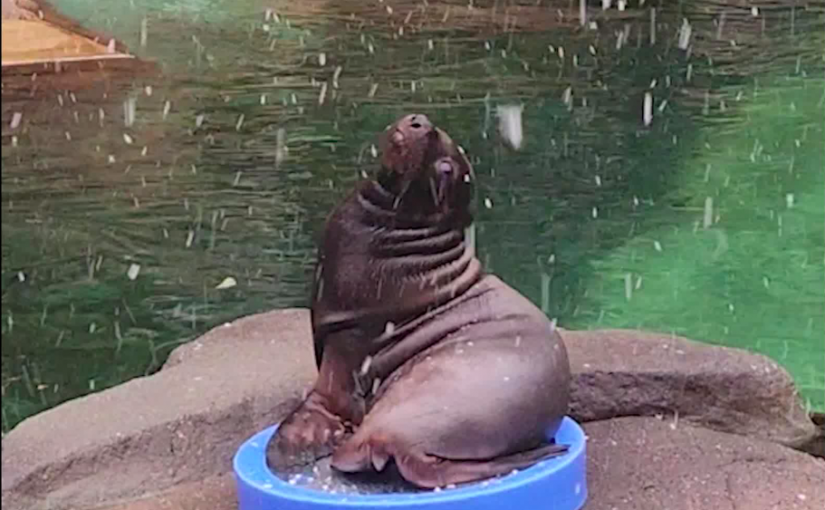 【有片】吃甜品嗎？小海獅頭次看雪呆萌模樣令人融化