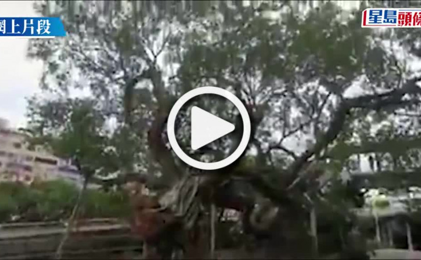 (視頻)尼格風球｜旺角古榕樹倒塌連根拔起擱天橋 聯運街封全線