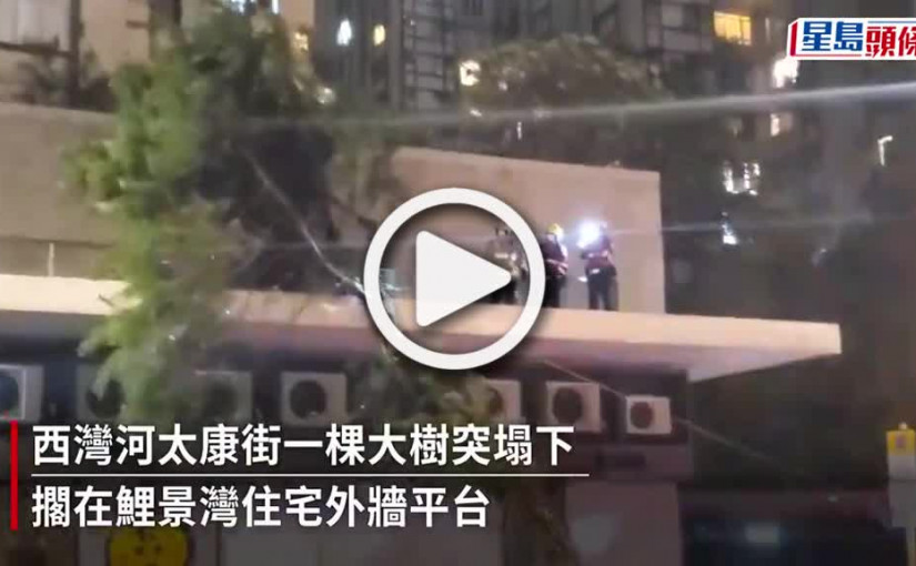 (視頻)尼格風球｜香港仔西灣河有塌樹阻路擱民居 消防鋸樹解困