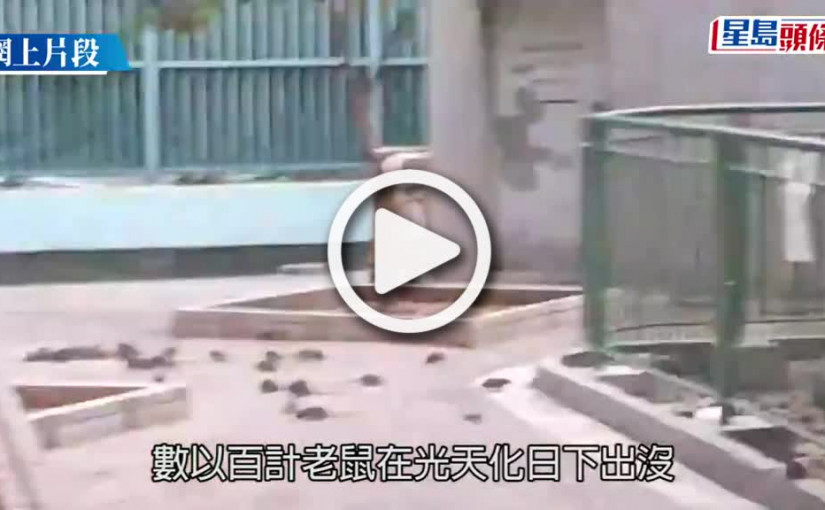 (視頻)屯門鼠患｜蝴蝶邨驚現「老鼠膠」陣 網民：多人到人都捉到