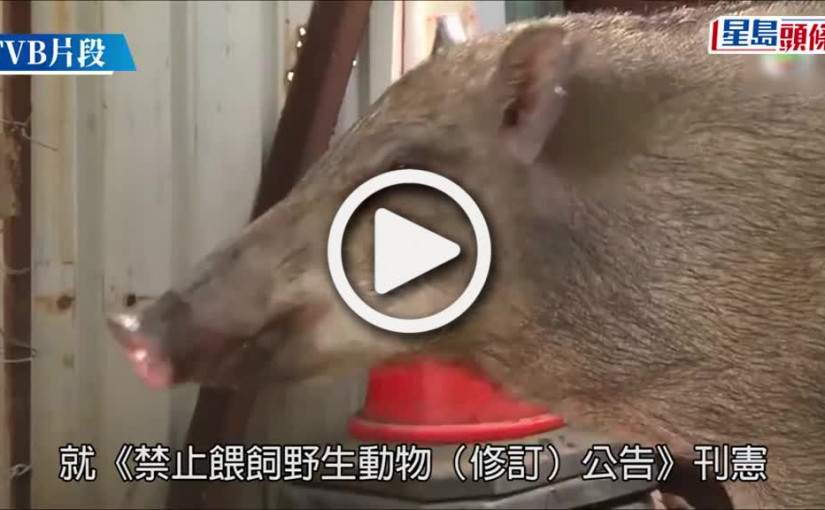 (視頻)禁止餵食｜野生動物禁餵區擴至全港12.31生效  非法餵飼可被檢控