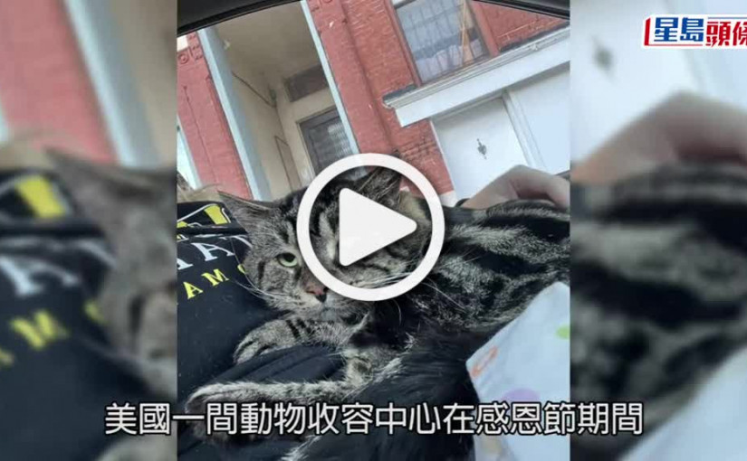(視頻)網上爆紅貓界「阿愁」終於有家 獲馬里蘭州夫婦領養