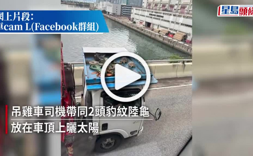 (視頻)觀塘瑪利歐賽車｜司機放陸龜上車頂曬日光 網民：前車自求多福