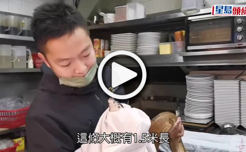 (視頻)1.5米長「紅尾蚺」闖荃灣茶餐廳取暖過夜 召蛇王擒獲料有人飼養
