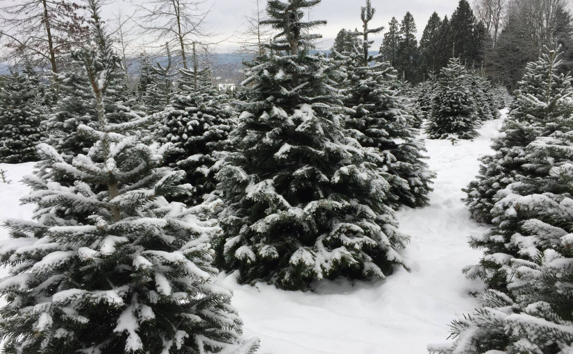 卑詩真聖誕樹今年減產 聖誕樹種植業面臨挑戰