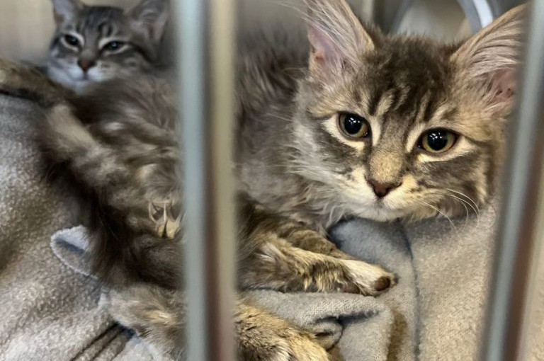 殘忍！嚴寒中9隻小貓就這樣遭遺棄