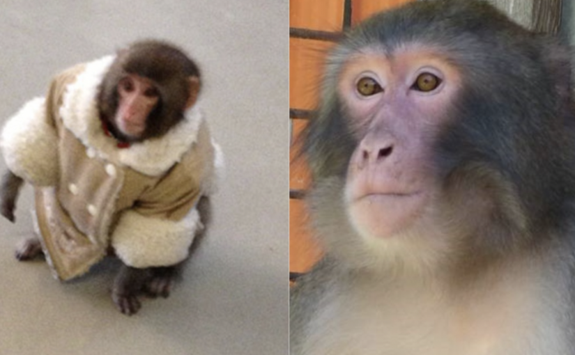十年前出現在IKEA停車場的著名猴子近況曝光