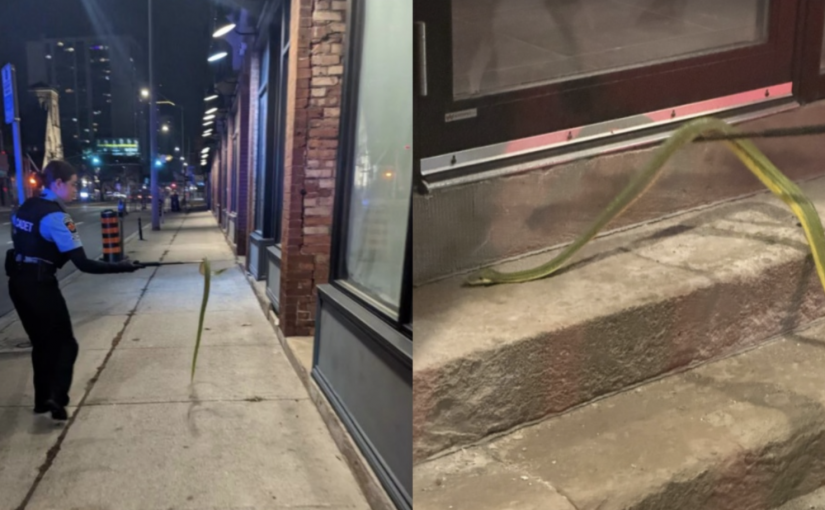 【多圖】盤點2022年千奇百怪盜竊案